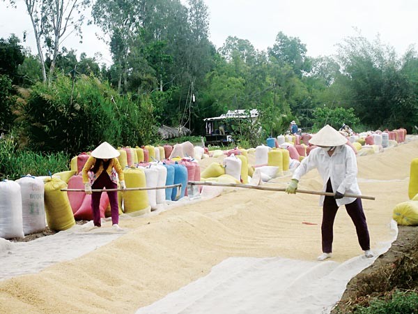Farmers harvest rice in Thoi Lai district, Can Tho (Photo: SGGP)